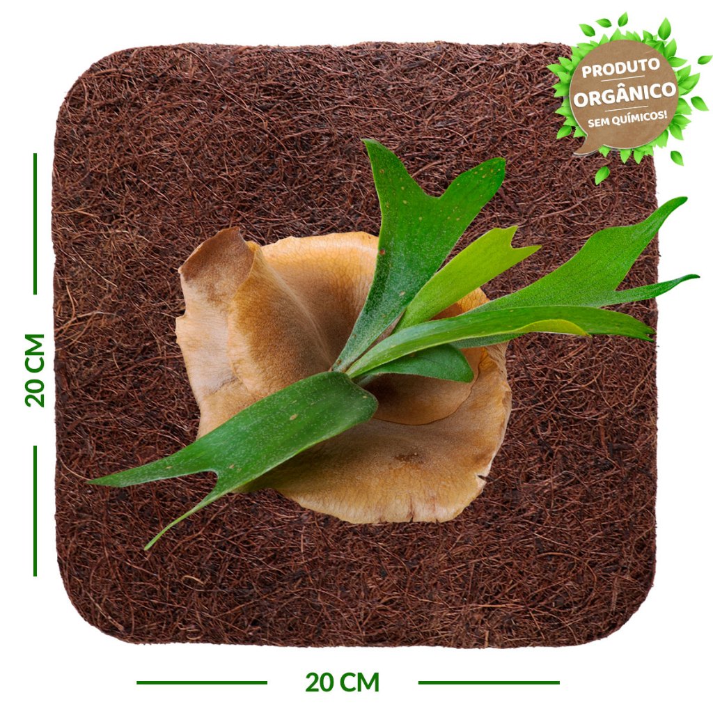 Placa de Fibra de Coco 20x20 cm - Orquídea Chifre de Veado - Coquim