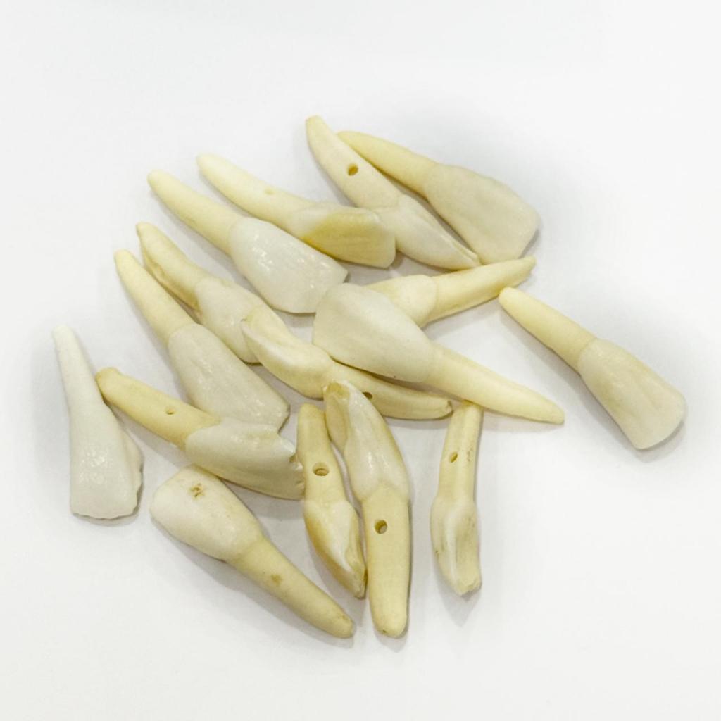 Dente de Cavalo Natural com furo (Osso) - 1/2/5 em Oferta na Shopee