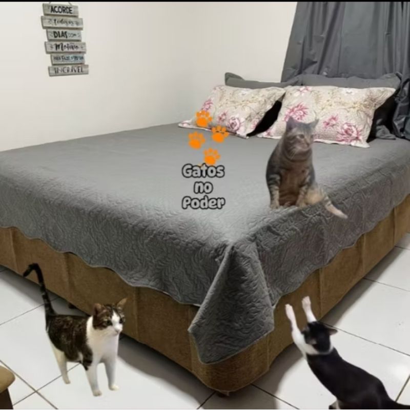Arranhador Gato Protetor para Cama box contra arranhões em Oferta na Shopee