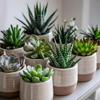 3 a 12 PCS Mini Suculentas Realistas Artificiais SORTIDAS Estilos Cores Misturados - Pequena em Oferta na Shopee