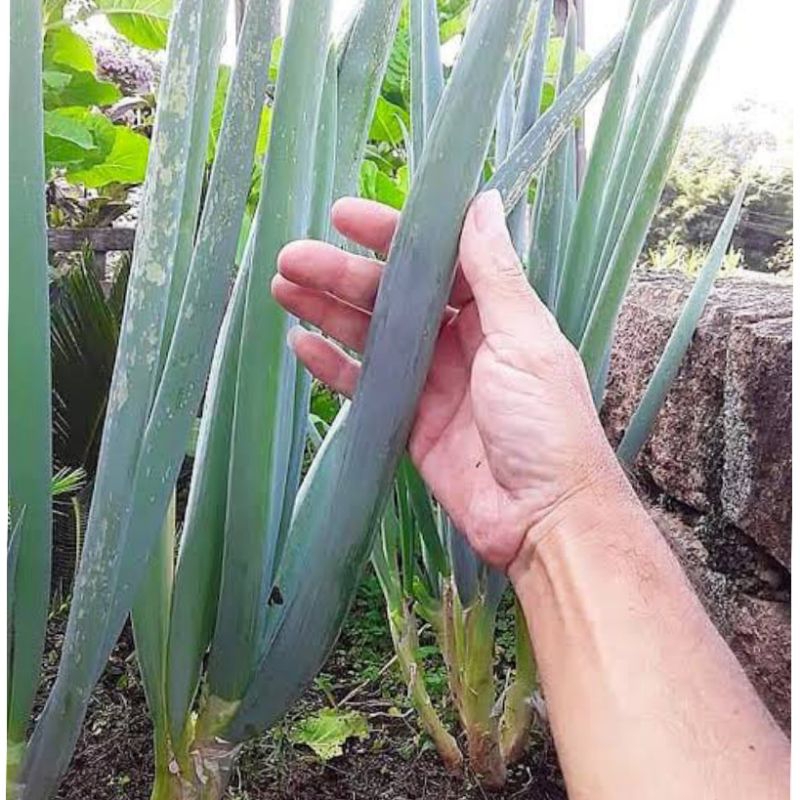 20 Sementes de Cebolinha Gigante Nebuka – Folhas Grossas e Resistentes em Oferta na Shopee