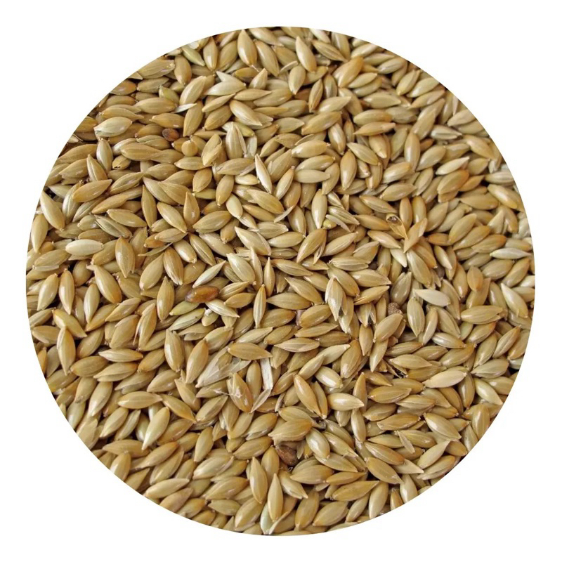 Alpiste Semente 1kg Premium Pássaros Mistura Alimento em Oferta na Shopee