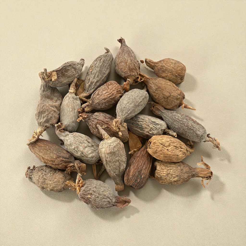 Kit 3 Sementes Fava De Ataré Africana Umbanda E Candomblé