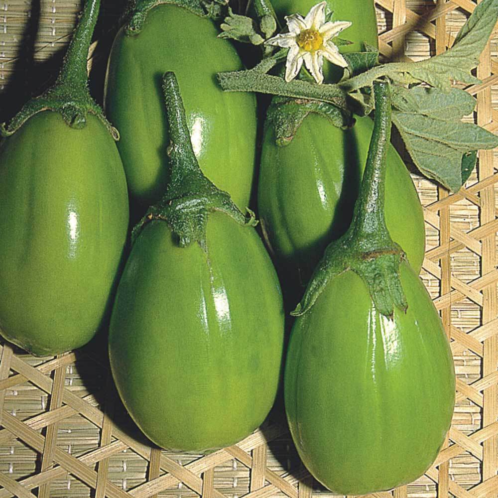 Sementes Jilo Tingua Verde Claro