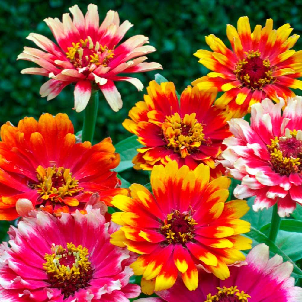 Sementes Zinia Confete