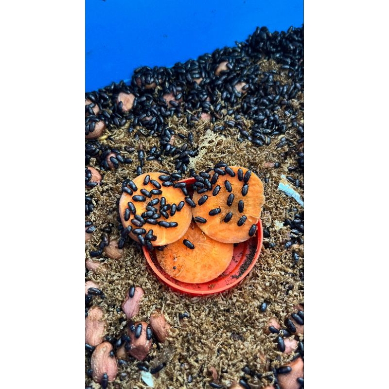 Besouro do Amendoim em Oferta na Shopee