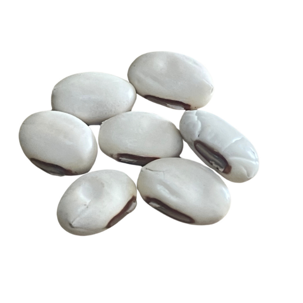 Fava De Oxala - Kit Com 10 Unidades - Umbanda E Candomblé
