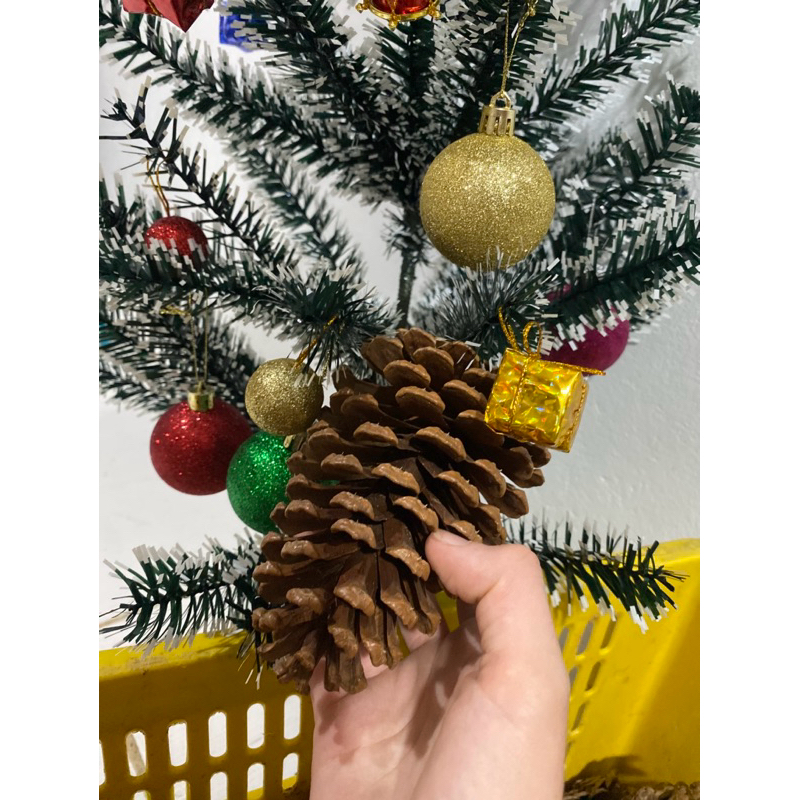 KIT DE 15 PINHAS PARA ARTESANATO E DECORAÇÃO / PINHAS 100%NATURAL DÚVIDAS CHAME NO CHAT