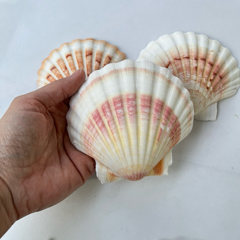 Concha Shell SEM FURO em tons rosados - decoração festa fundo mar, sereia, yemanjá, altar umbanda, concha para biquíni
