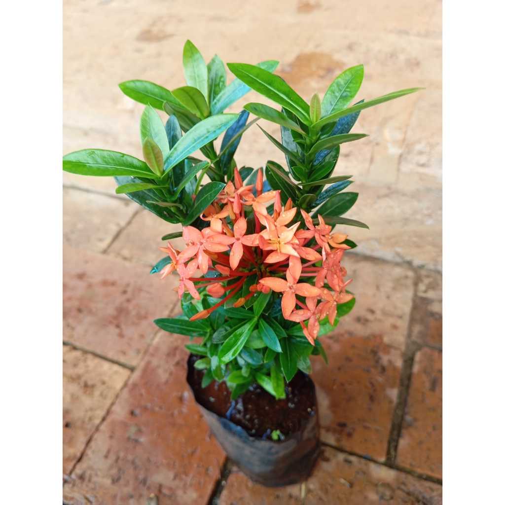 Muda de Ixora Flor Vermelha.