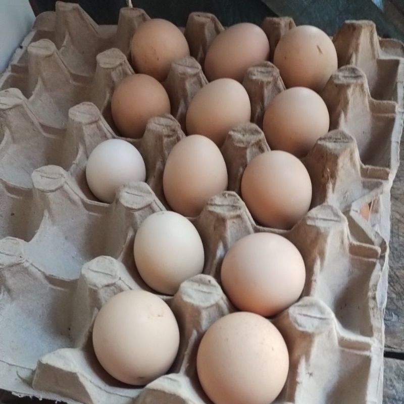 Galinha Brahma: Guia Completo e Onde Comprar | BuscaProdutos