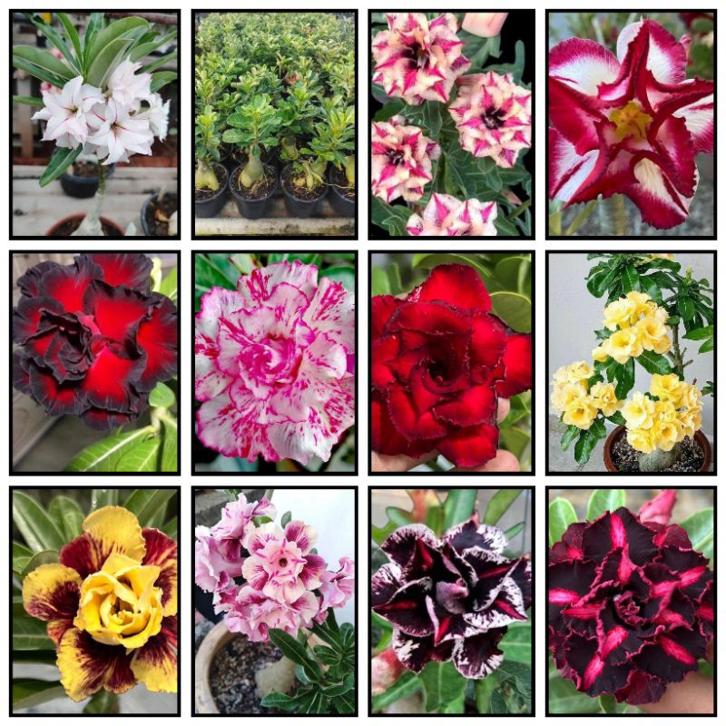 Mix  Cores de Rosa do Deserto – Sementes Variadas e Raras 5 sementes por pacotes em Oferta na Shopee