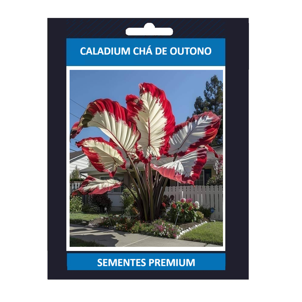 ENVIO SUPER RÁPIDO Caladium Chá de Outono – 100 sementes com manual de cultivo II T1 em Oferta na Shopee