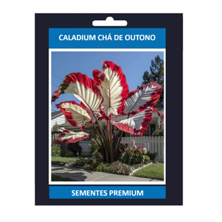 ENVIO SUPER RÁPIDO Caladium Chá de Outono – 100 sementes com manual de cultivo II T1 em Oferta na Shopee