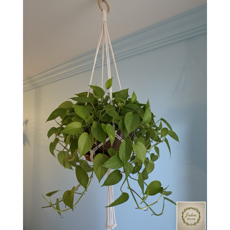 Argola com Estilo Rústico: Onde Comprar | BuscaProdutos