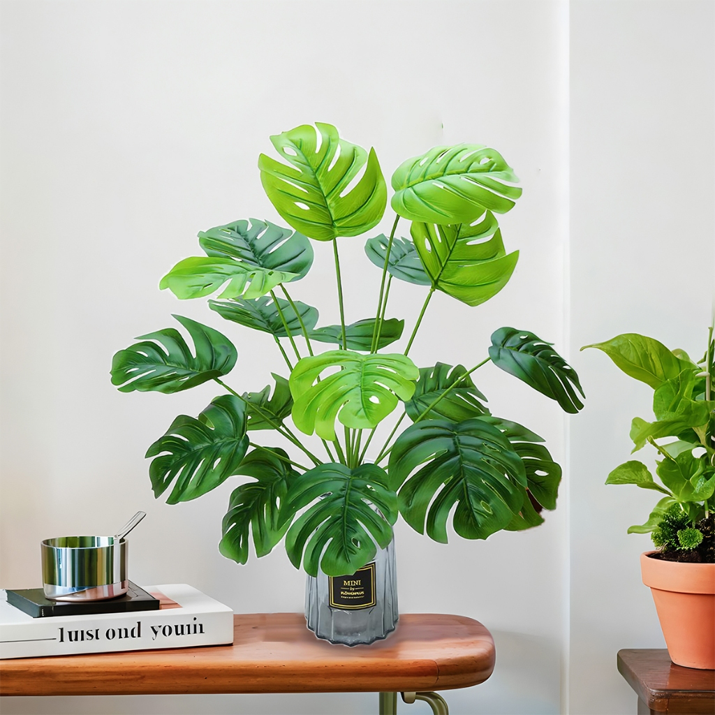 Monstera Deliciosa: Onde Comprar | BuscaProdutos