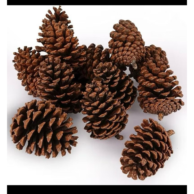 10 Pinhas Naturais, recomendada para Pet, roedores ou aves