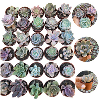 Kit 45 Suculentas Lembrancinhas Para Casamento Presente em Oferta na Shopee