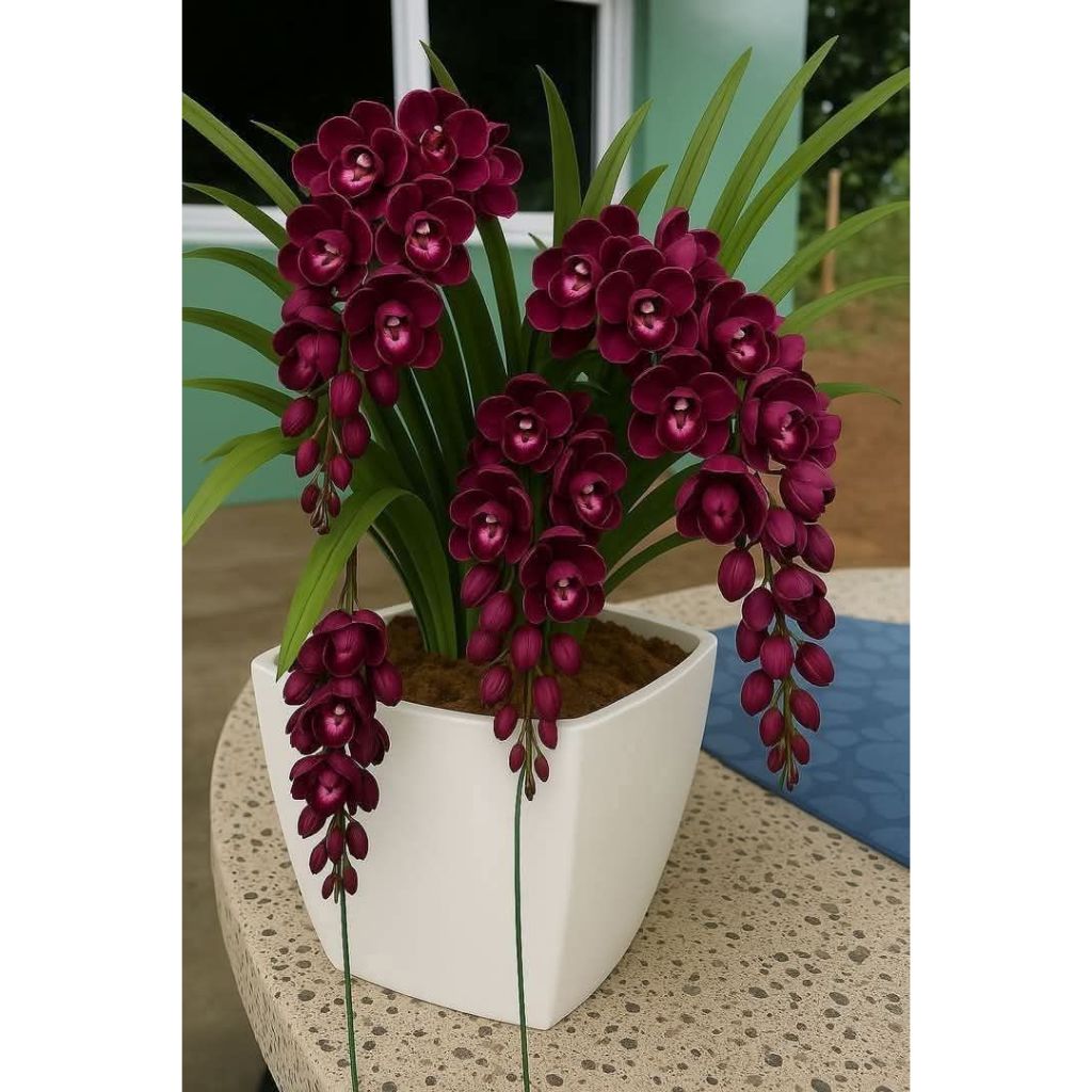 Orquídea Wind Sapphire 100 sementes com manual de cultivo