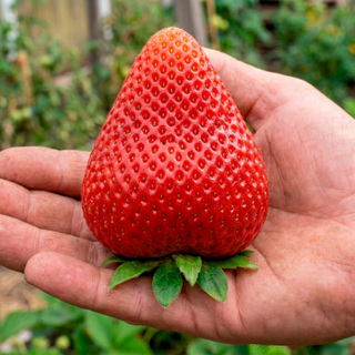 Sementes De Morango Gigante - 200 Semente Alta Germinação em Oferta na Shopee
