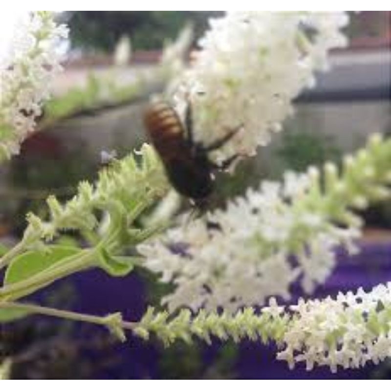 100 Sementes de mutre ,lixa ou lixeira ( Aloísia Virgata)