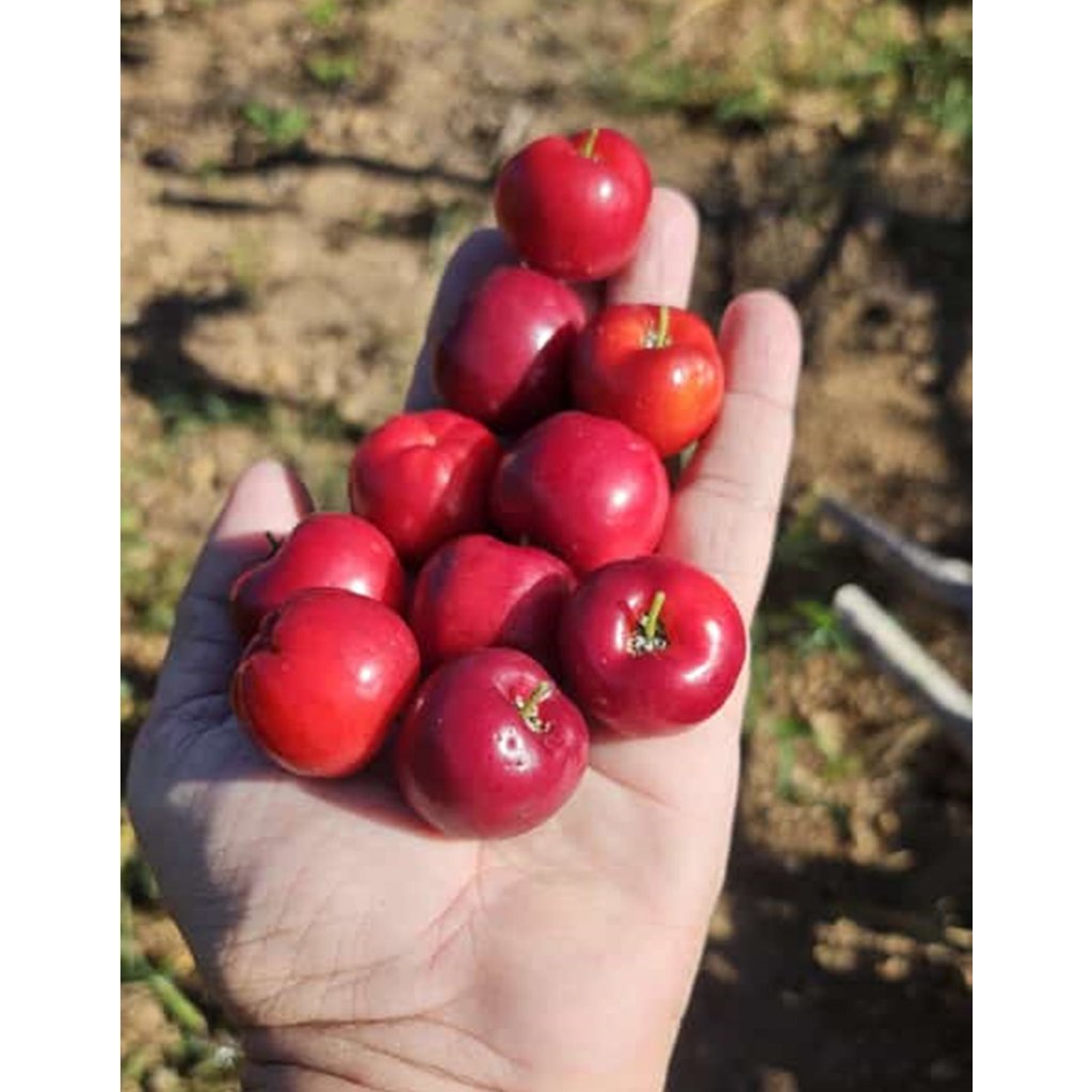 Muda de Acerola Gigante em Oferta na Shopee