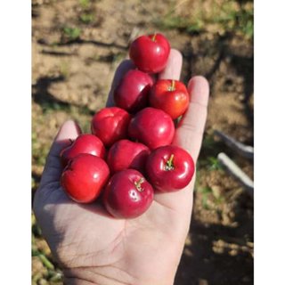 Muda de Acerola Gigante em Oferta na Shopee
