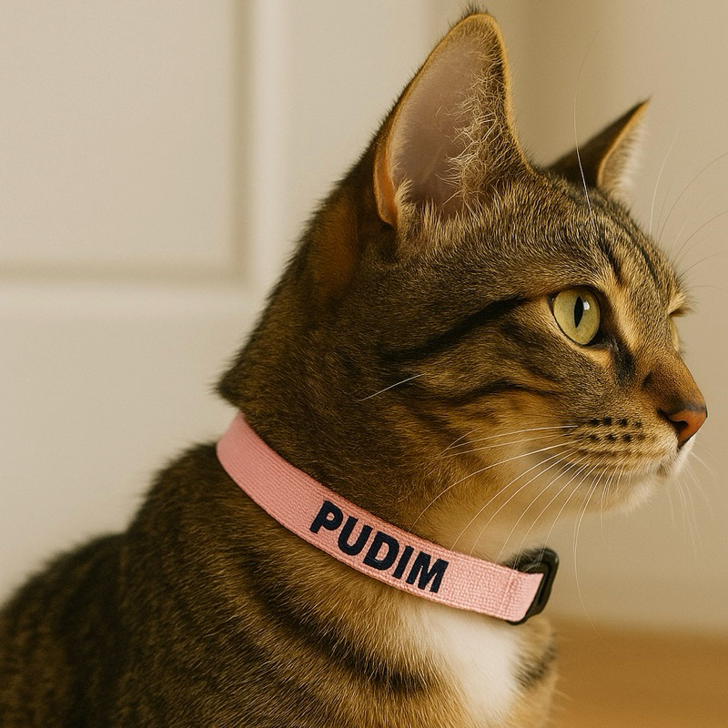 Coleira gato com nome -Coleira para gato identificação - Coleira gato nome em Oferta na Shopee