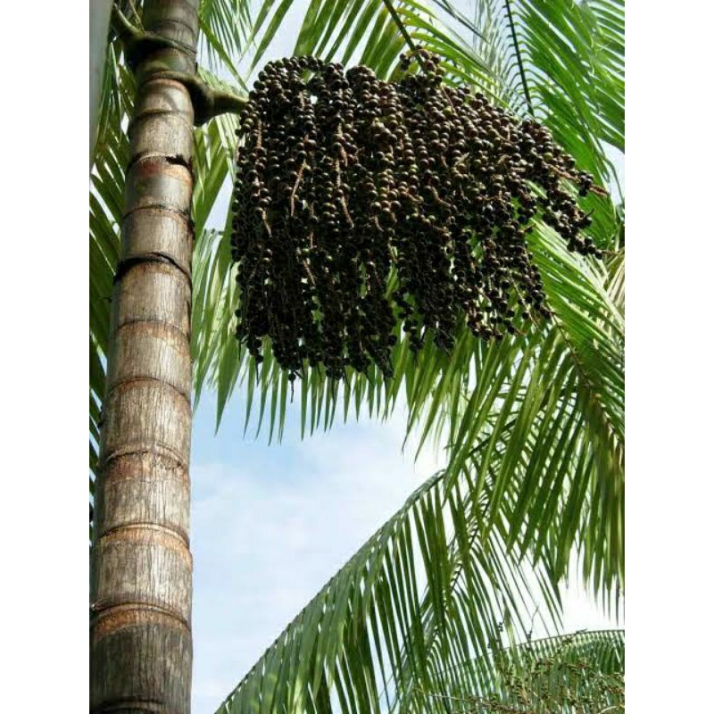 Kit SEMENTES AÇAÍ BRS EMBRAPA ANAO plante vaso Jardim horta  OFERTA RELÂMPAGO