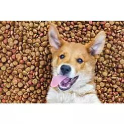 Ração Para Cachorro 15kg Super Premium, Premium Especial, Premium de Alta Qualidade Para Cão Adulto