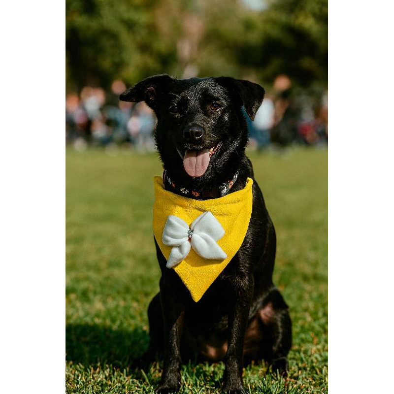 O que é Bandana Amarela Pet? Guia e Onde Comprar | BuscaProdutos