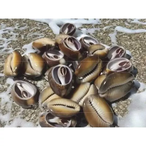 Búzios Africano Aberto Natural - 500g 1kg / Umbanda e Candomblé
