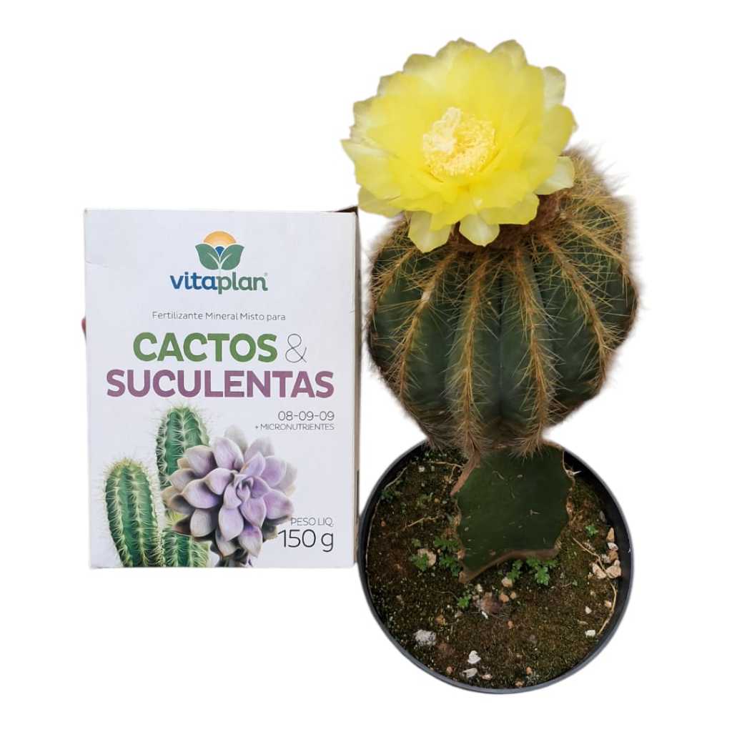 Fertilizante para Cactos e Suculentas Vitaplan N.P.K 08-09-09 + Micronutrientes 150g