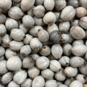 SEMENTE LAGRIMA DE NOSSA SENHORA  SELECIONADAS. em Oferta na Shopee