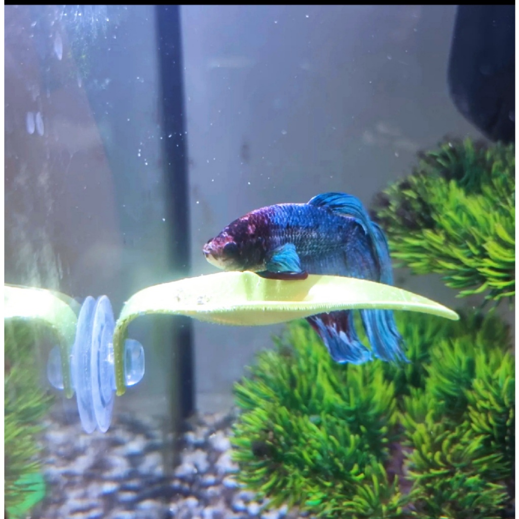 Folha de Descanso para Bettas aquarios