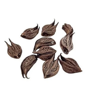 Kit 7 Garra de Exu Unha de Pomba Gira Fava Umbanda Candomblé Assentamento Proteção Quimbanda