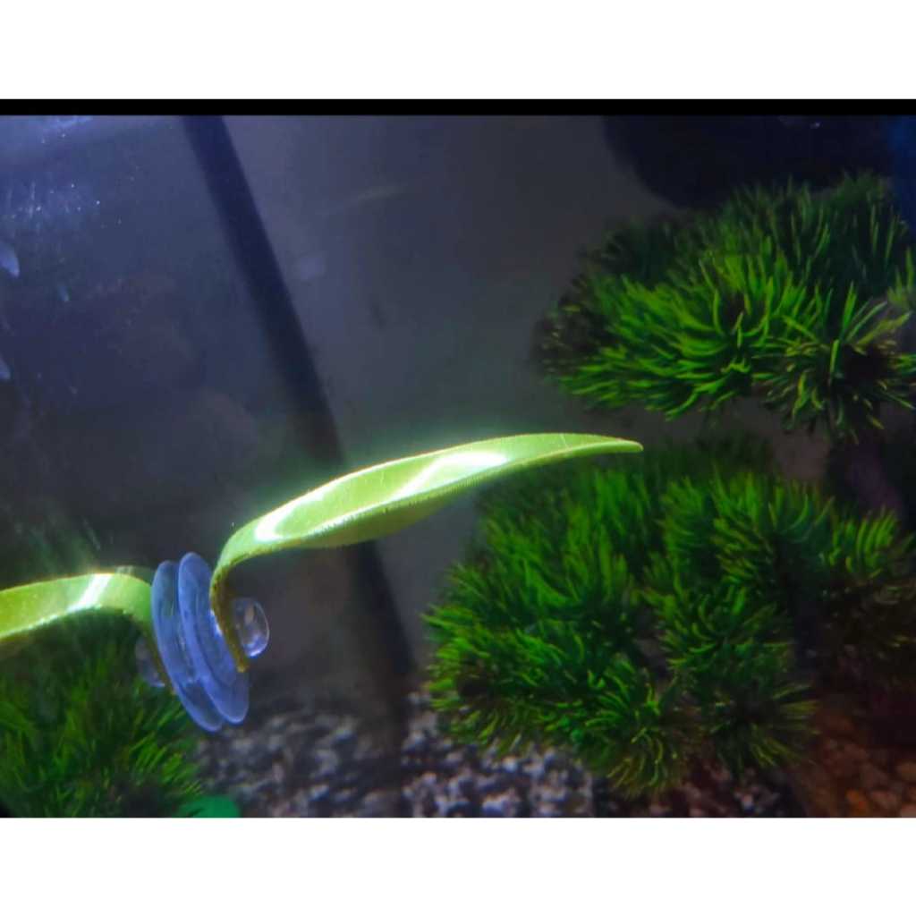 Folha de Descanso para Bettas aquarios