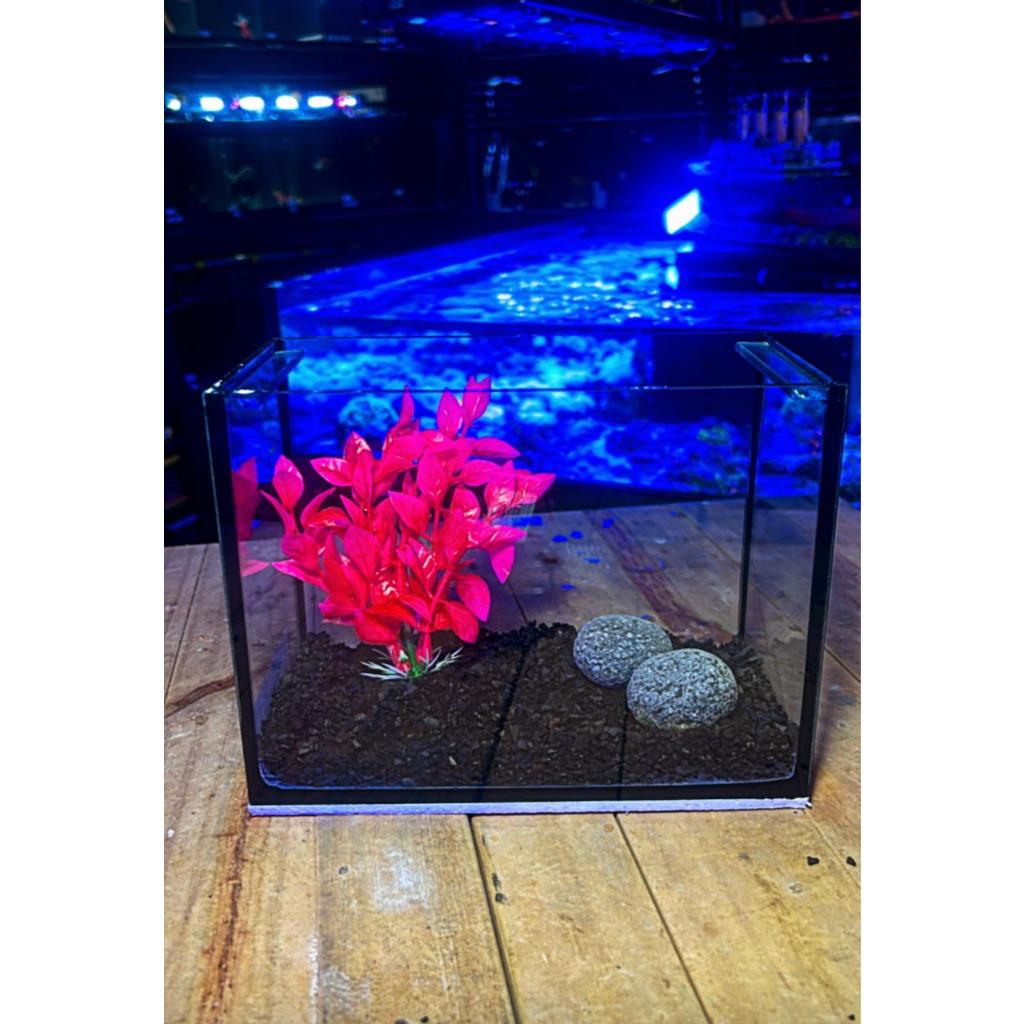 Kit Aquário completo para peixes Betta 3 Litros (Vidro 20x10x15 + substrato + planta + Pedrinhas) com opção filtro