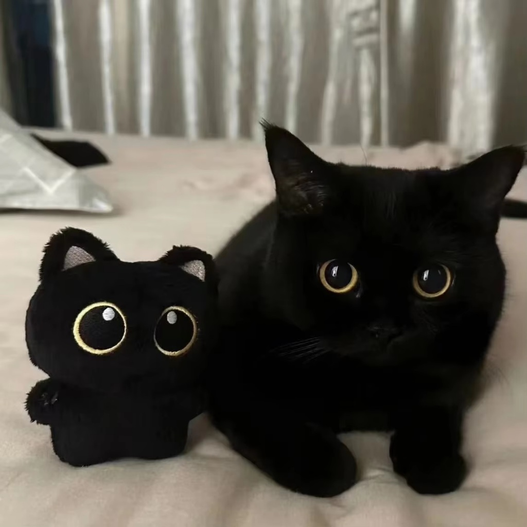 Gatinho Preto Pelúcia para Chaveiro Fofinho Gato em Oferta na Shopee