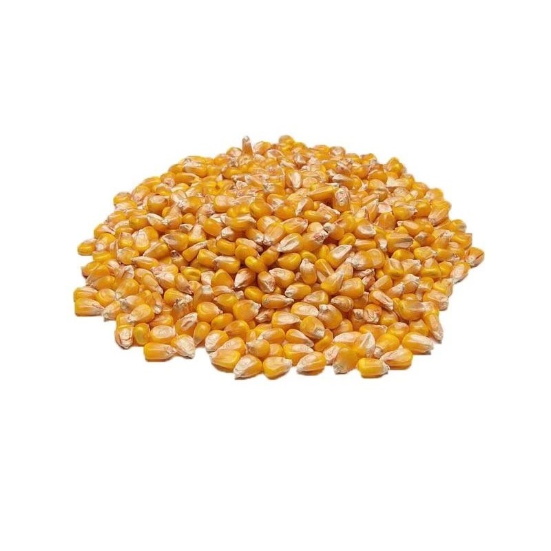 5 kg Alimento Para Galinhas Aves Porcos Milho Grão Inteiro