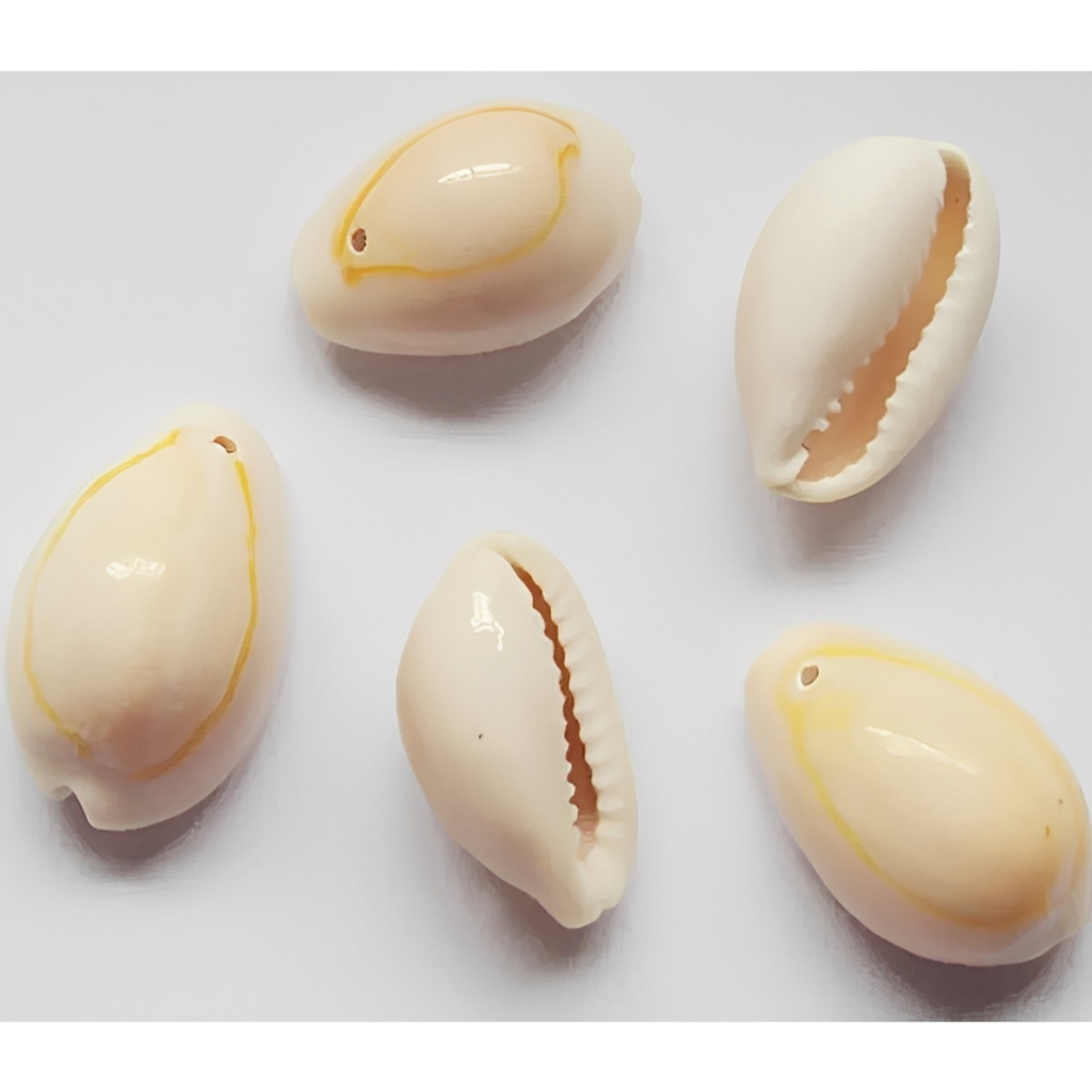 Kit 100 Peças Búzio Concha P/ Artesanato Mar Praia 2 a 3cm