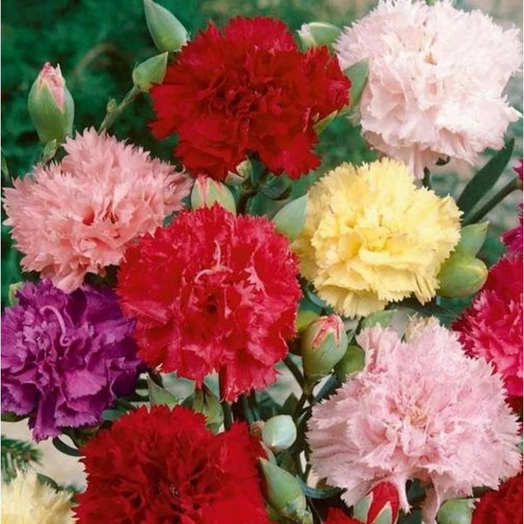 Sementes de cravo gigante dobrado em Oferta na Shopee