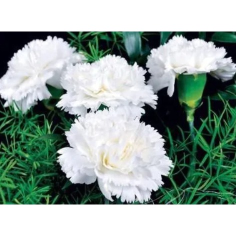 Sementes de cravo gigante dobrado