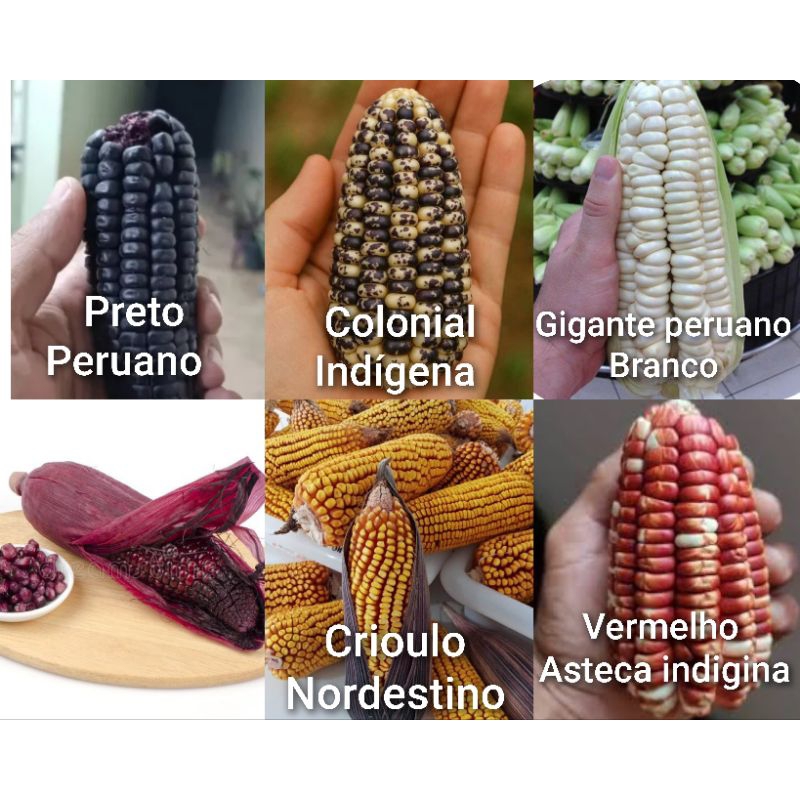 200 Sementes Milho Peruano Preto + Colônial + Gigante Branco peruano + Peruano Vermelho + Crioulo.