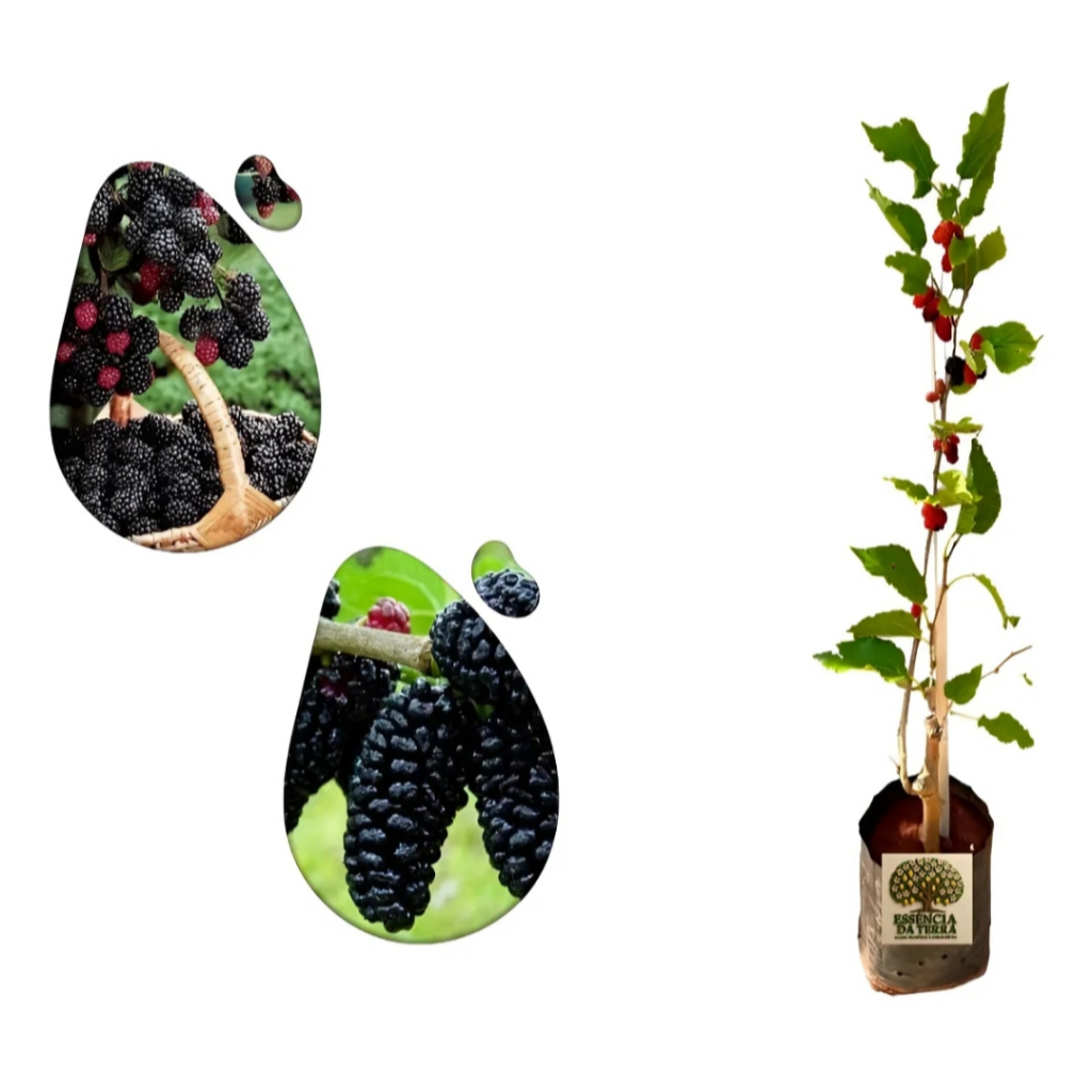 O que é Mudas de Amora Produzindo? Guia e Onde Comprar | BuscaProdutos