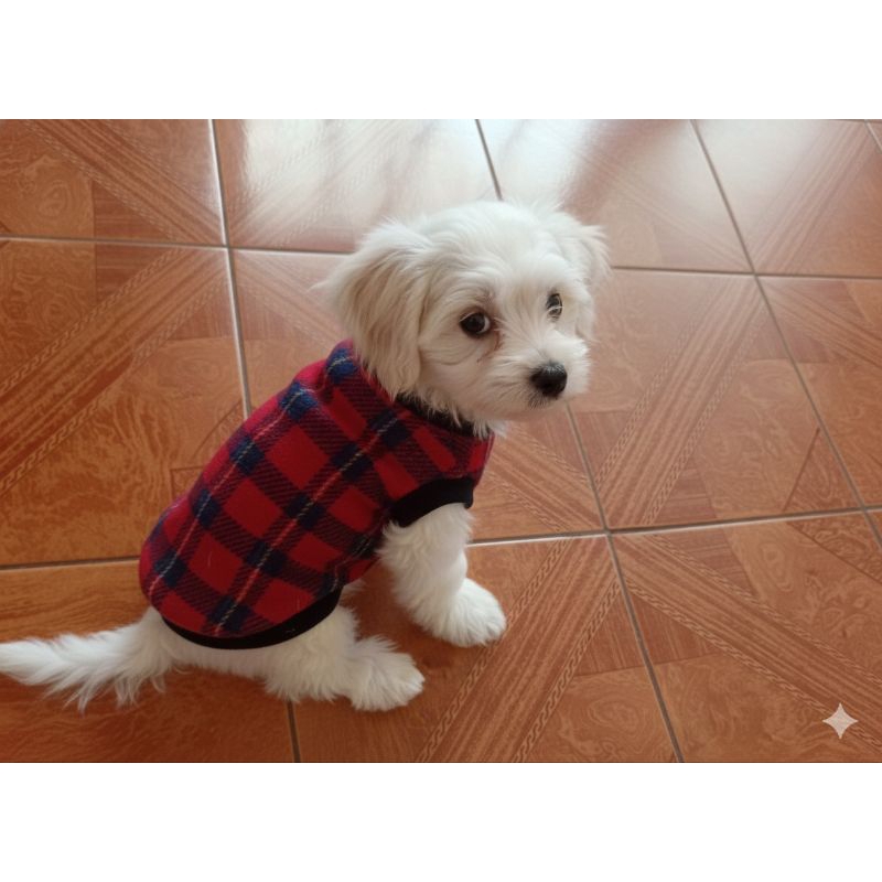 Roupinhas Pet