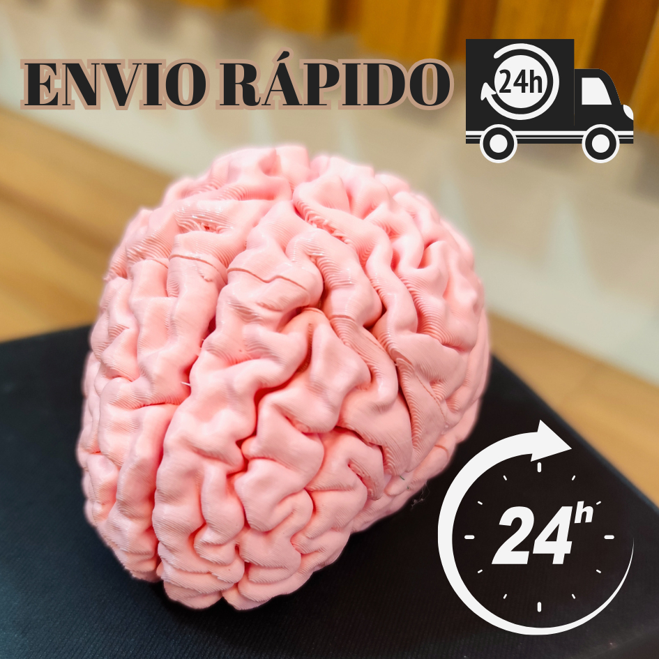 Cérebro Humano: Guia Completo e Onde Comprar | BuscaProdutos