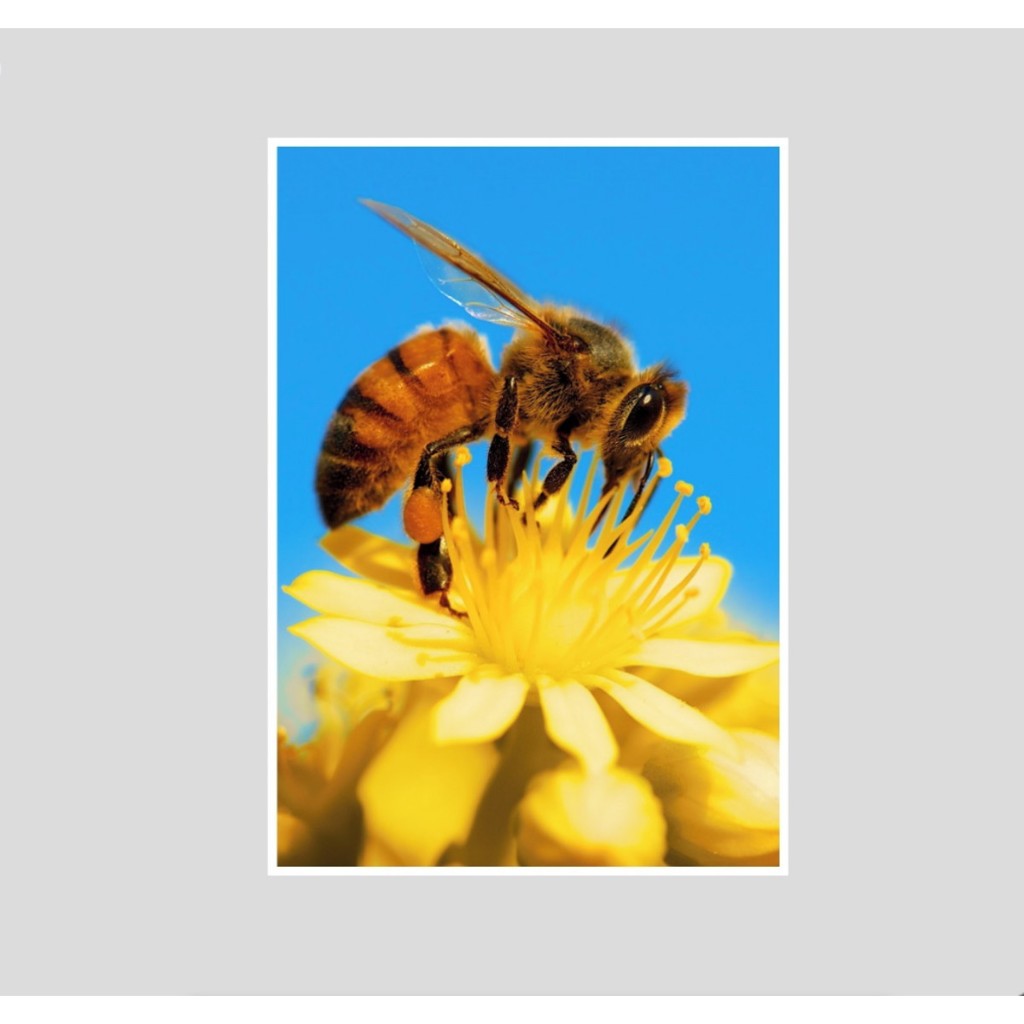 Quadro Abelha Favo de Mel Cera Colmeia Apicultura Flores