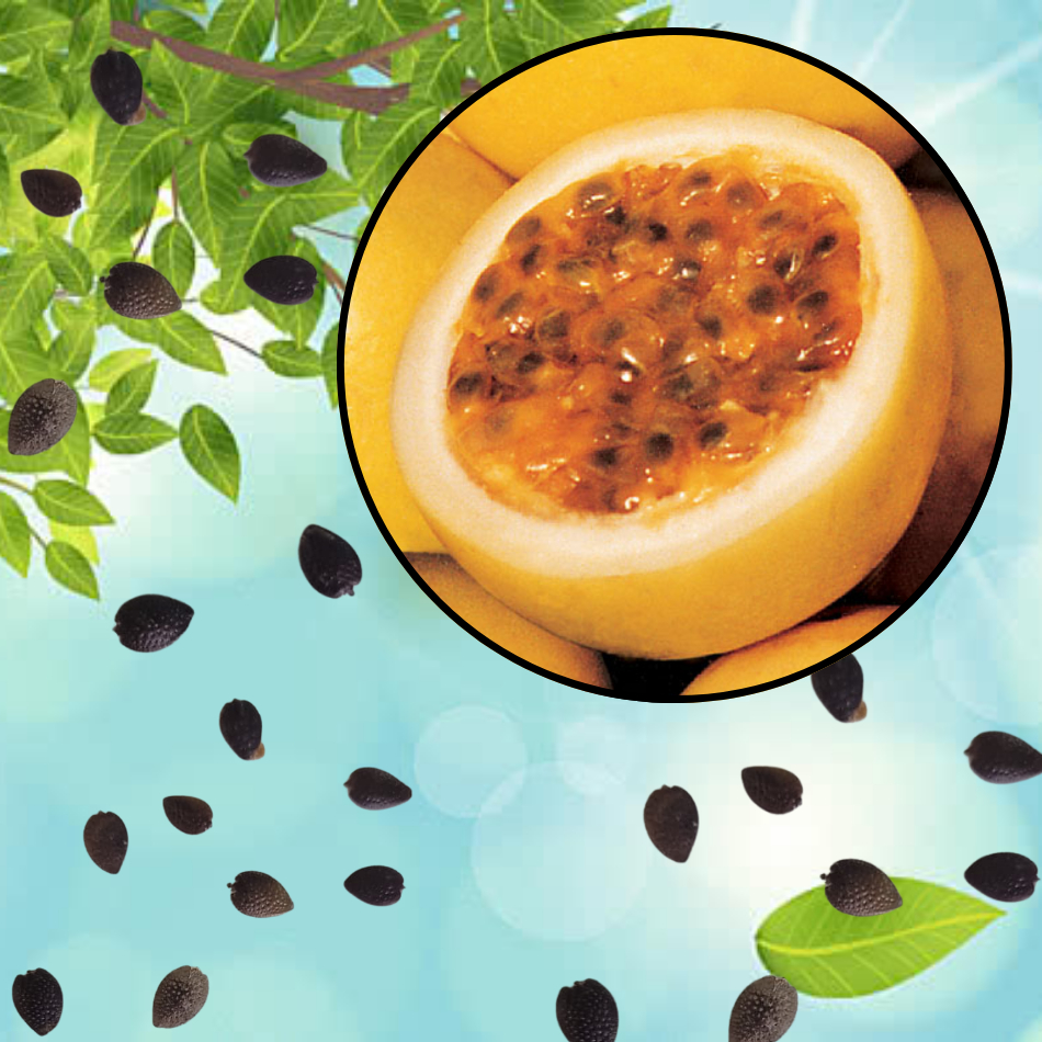 Sementes S77 Maracujá Redondo Amarelo Explosão Doçura e Fresco Clima tempo Cultivo Primavera em Oferta na Shopee