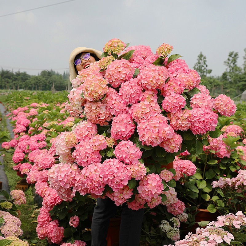 Sementes de Hortênsia (sortidas Sementes de Hortênsia). Cada pacote contém 50 sementes. Flores de verdade, lindas plan